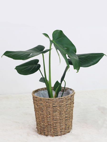 plante d'intérieur Monstera