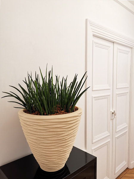 plante-d-interieur-sansevieria