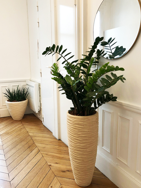 plante d'intérieur Zamioculcas