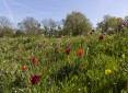 Programme Neuf Le Tribeca Montigny-lès-Cormeilles